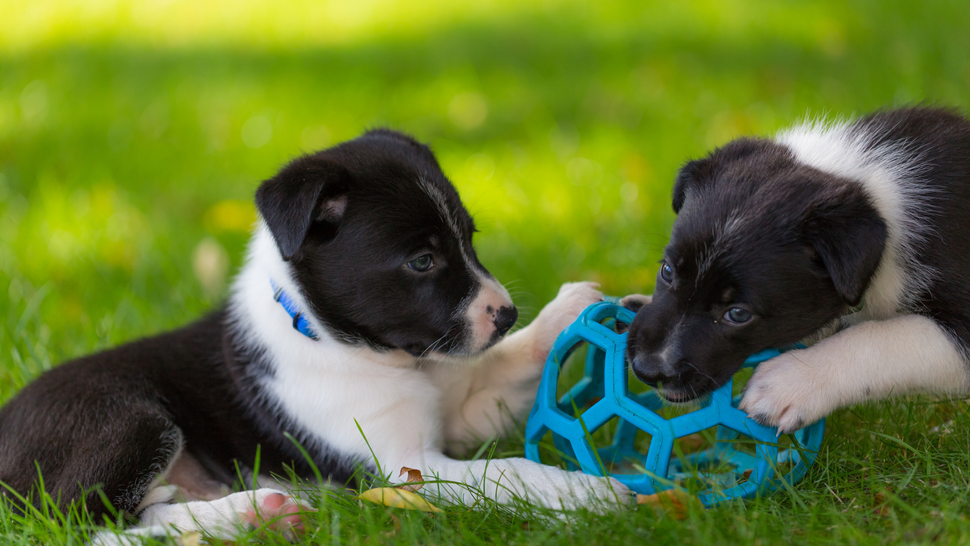 My dog doesn't like toys what's going on and how to fix it PetsRadar