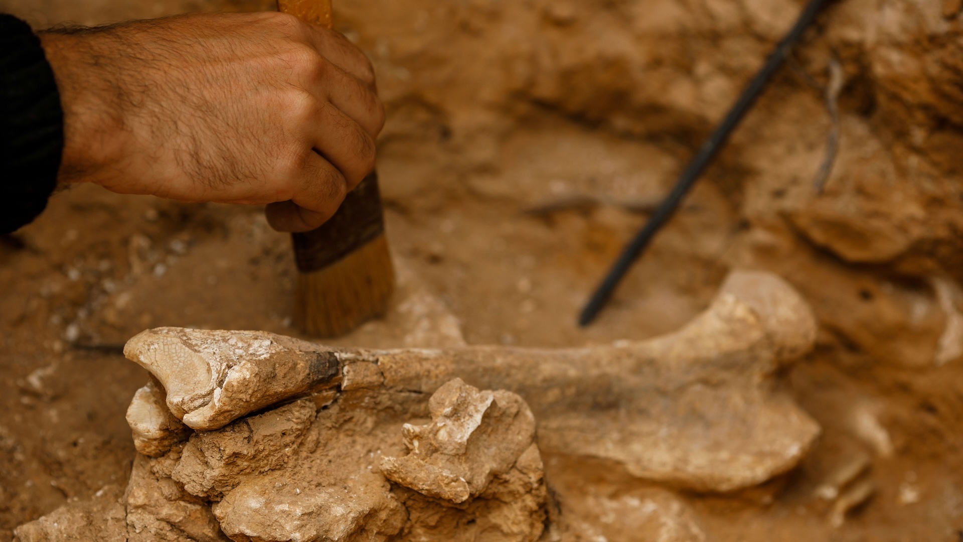 Um close de ossos humanos na caverna de Atapuerca