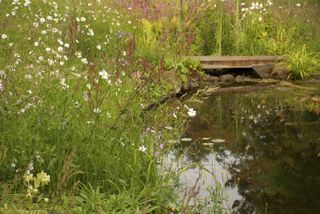 Alternatives to grass: wildflower meadow