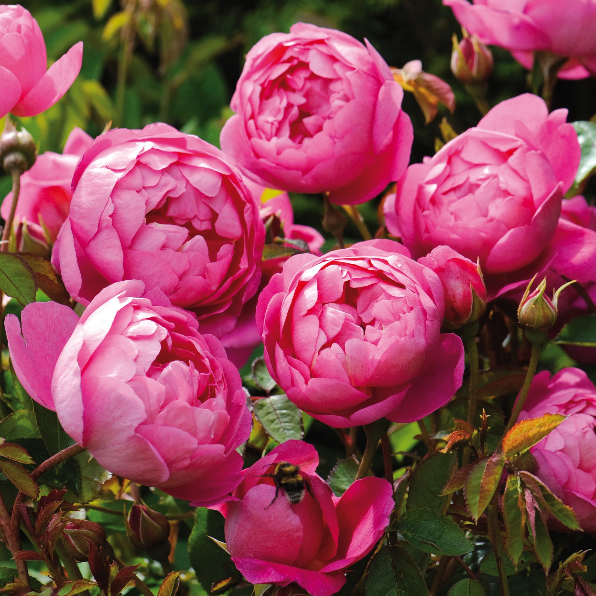 Royal Jubilee® - Potted