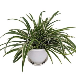 A spider plant in a white pot