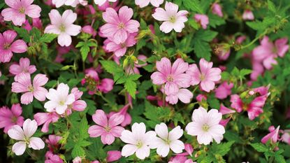 Pink and white hardy geraniums in bloom