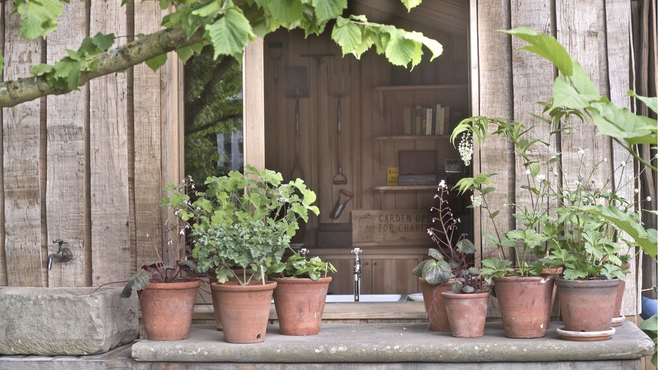 Potting shed with a windowsill full of planted terracotta pots