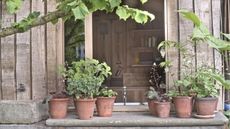 Potting shed with a windowsill full of planted terracotta pots