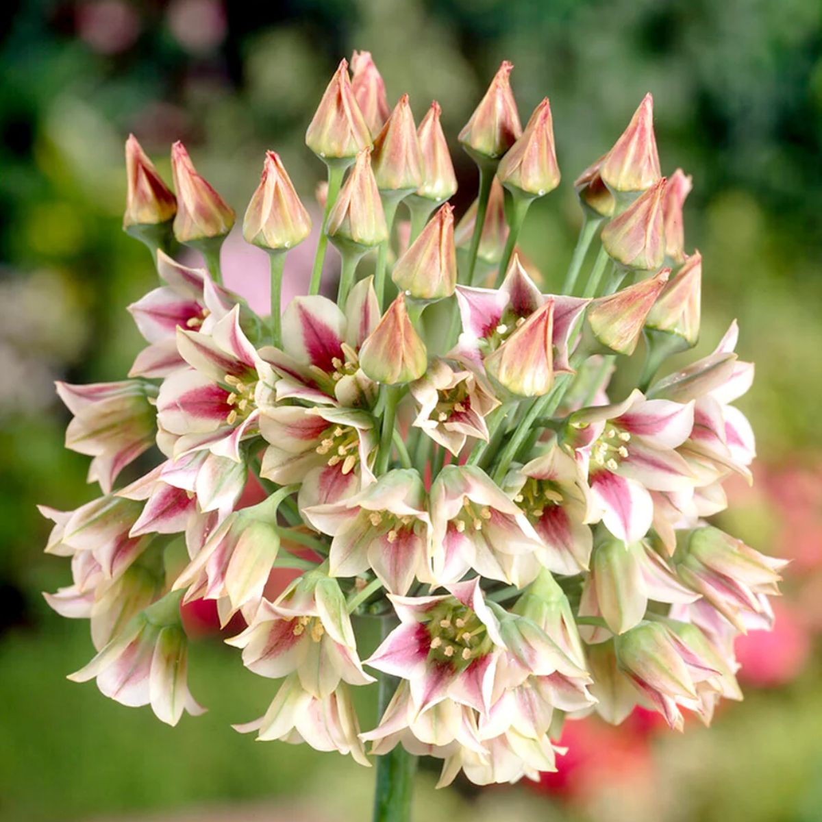 Allium