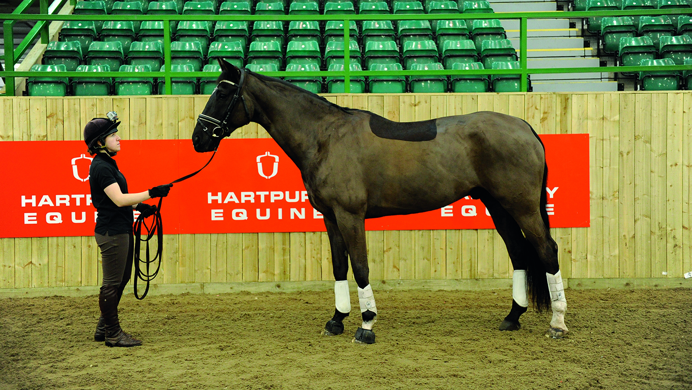 how to lunge a horse