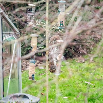 Grey squirrel eating from hanging bird feeder in garden