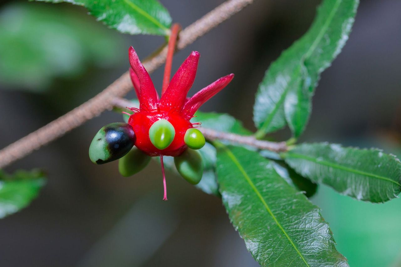 Red Mickey Mouse Plant