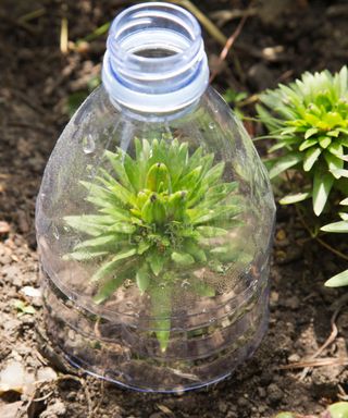 recycled plastic bottle used as a mini cloche to protect tender plants
