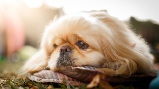 Pekingese