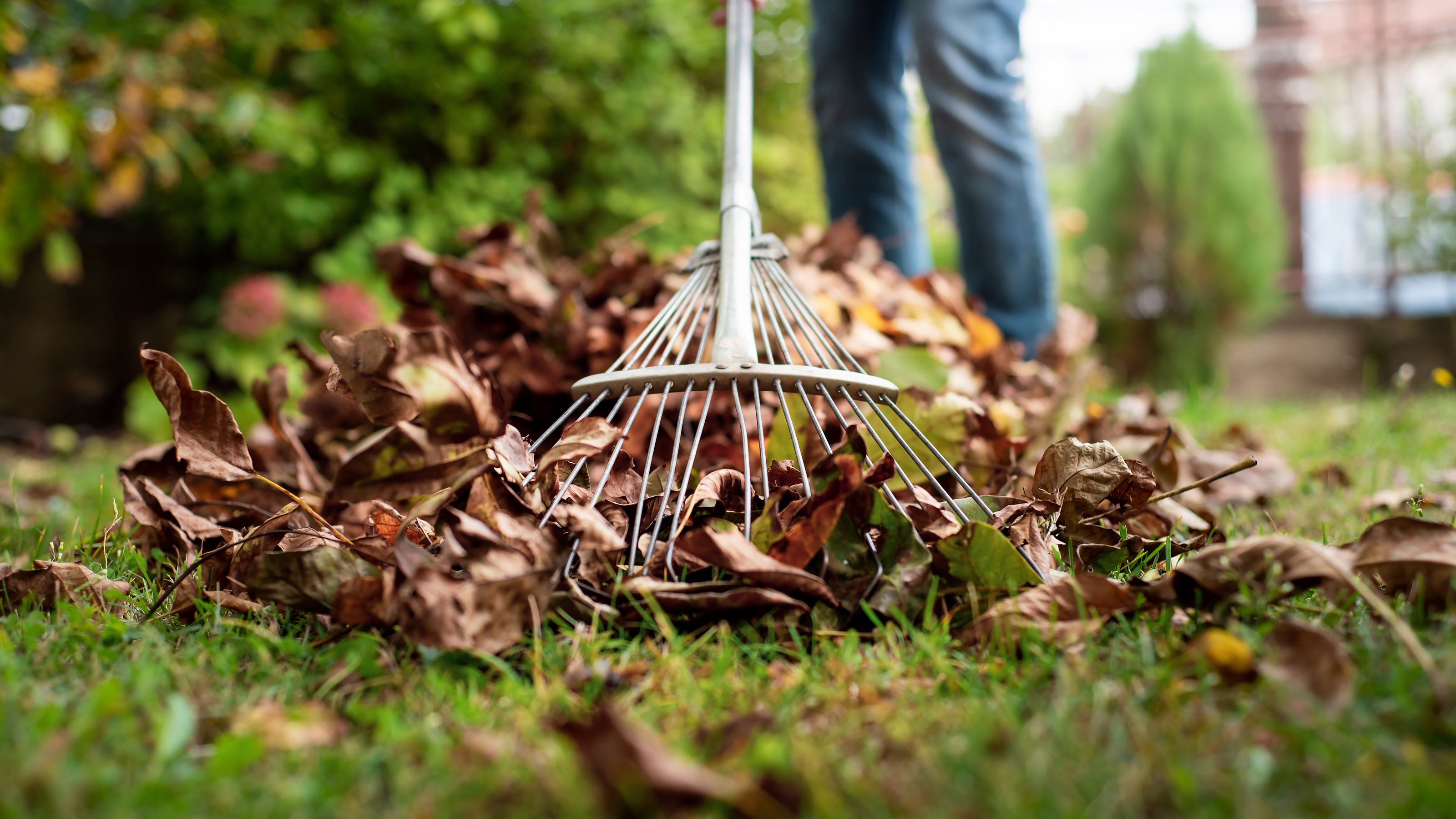 Fallen leaves being raked up