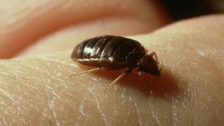 A close up image of a bed bug crawling on skin