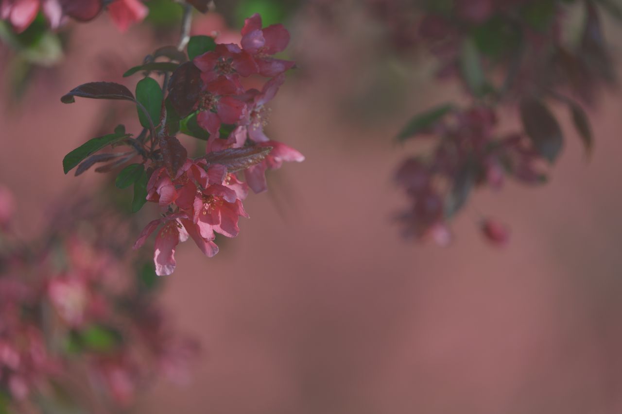 Sample image shot on the Sony A7R VI, unedited JPEG
