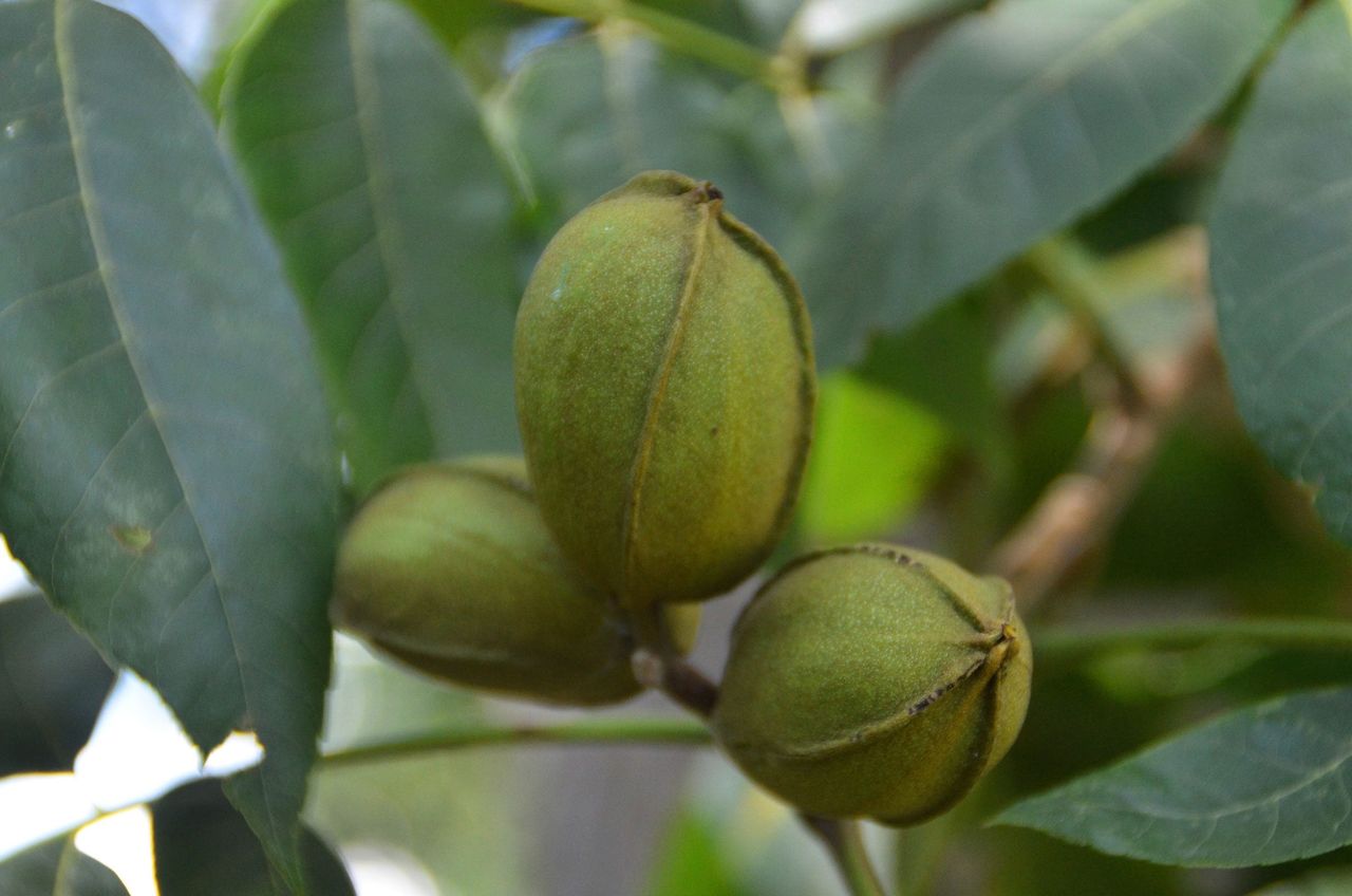 Nuts On Pecan Tree