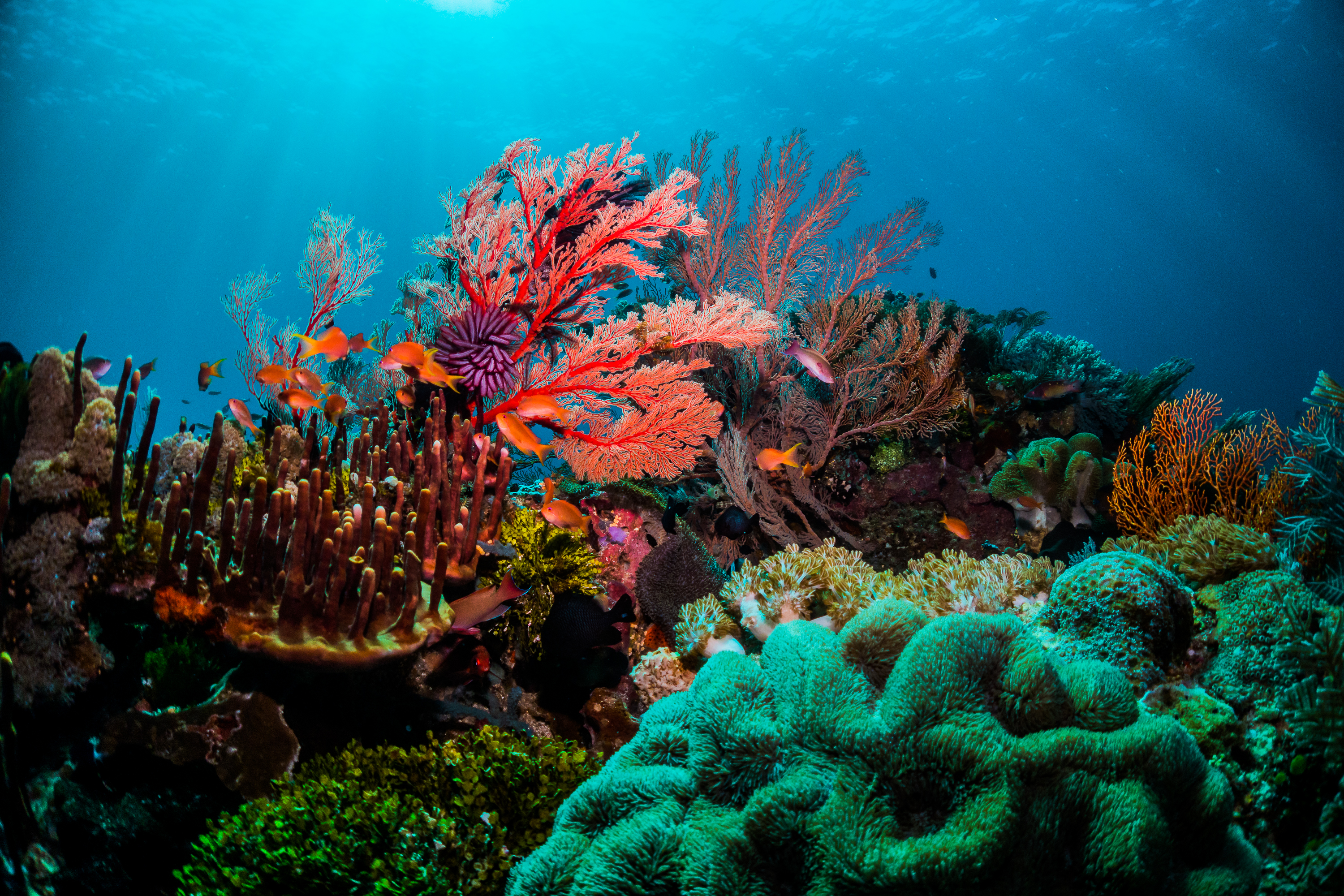 Coral in Indonesia