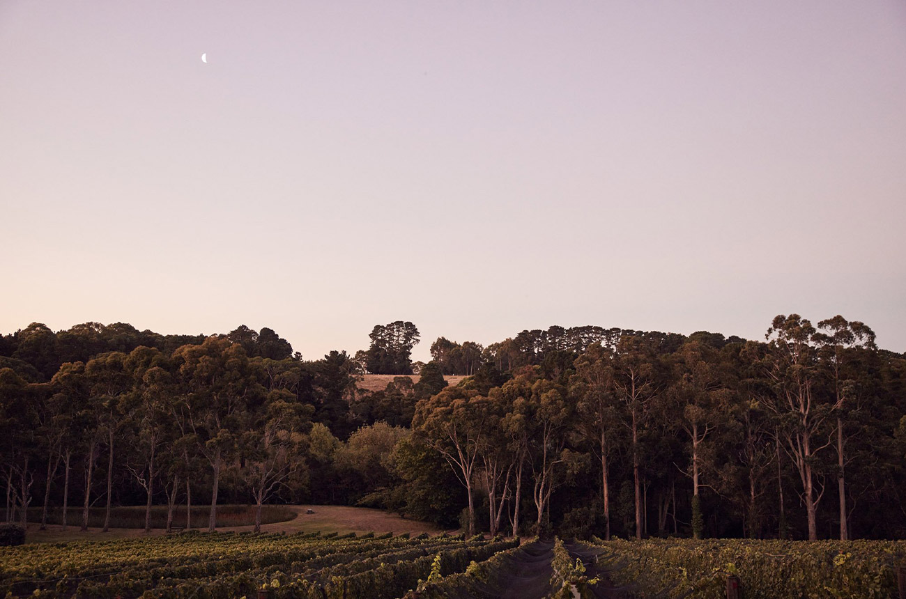 Vineyards at Polperro winery in Victoria, Australia