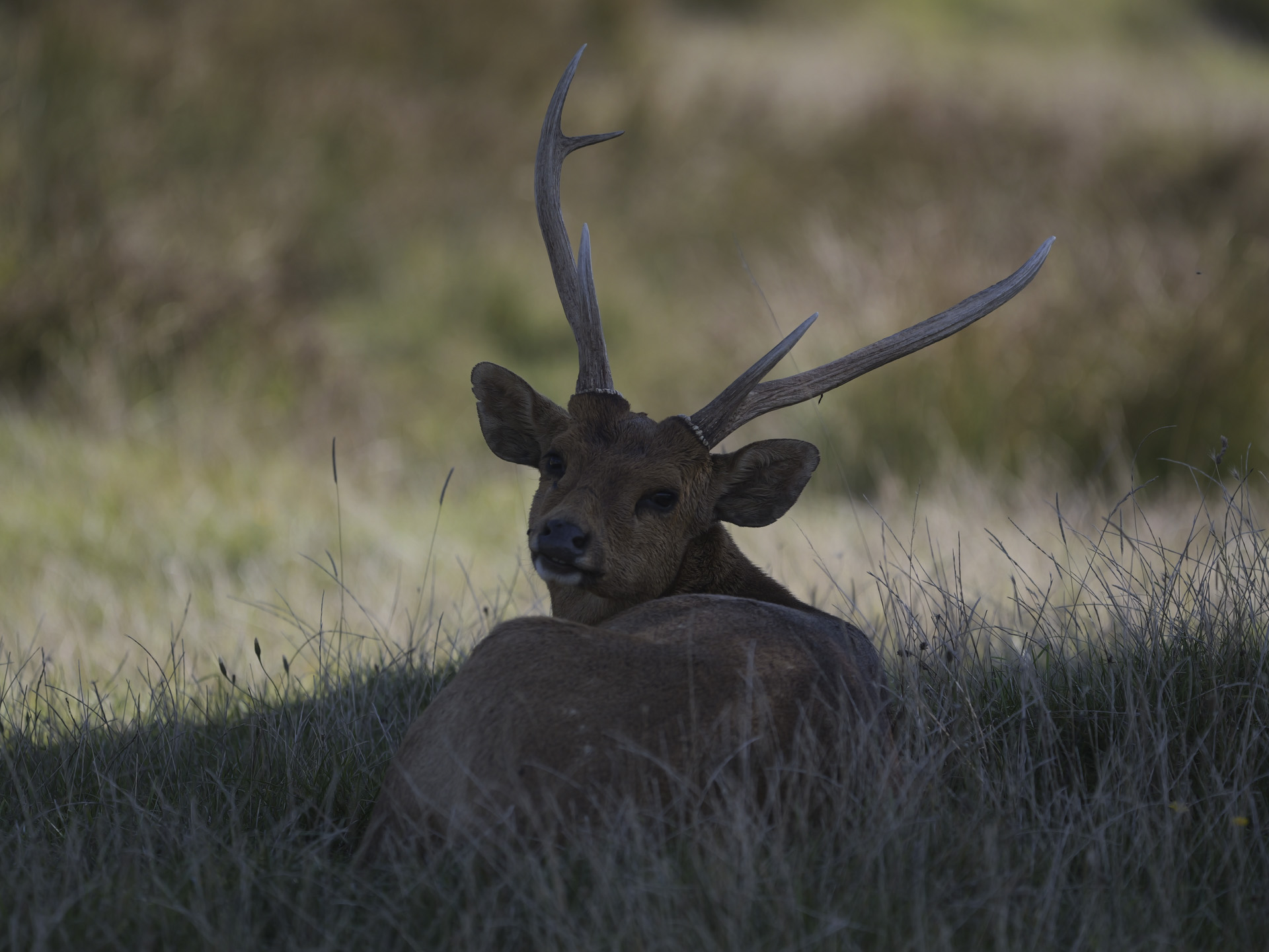 Wildlife in bright sunlight, shot with Lumix G9 II and 200mm F2.8 lens