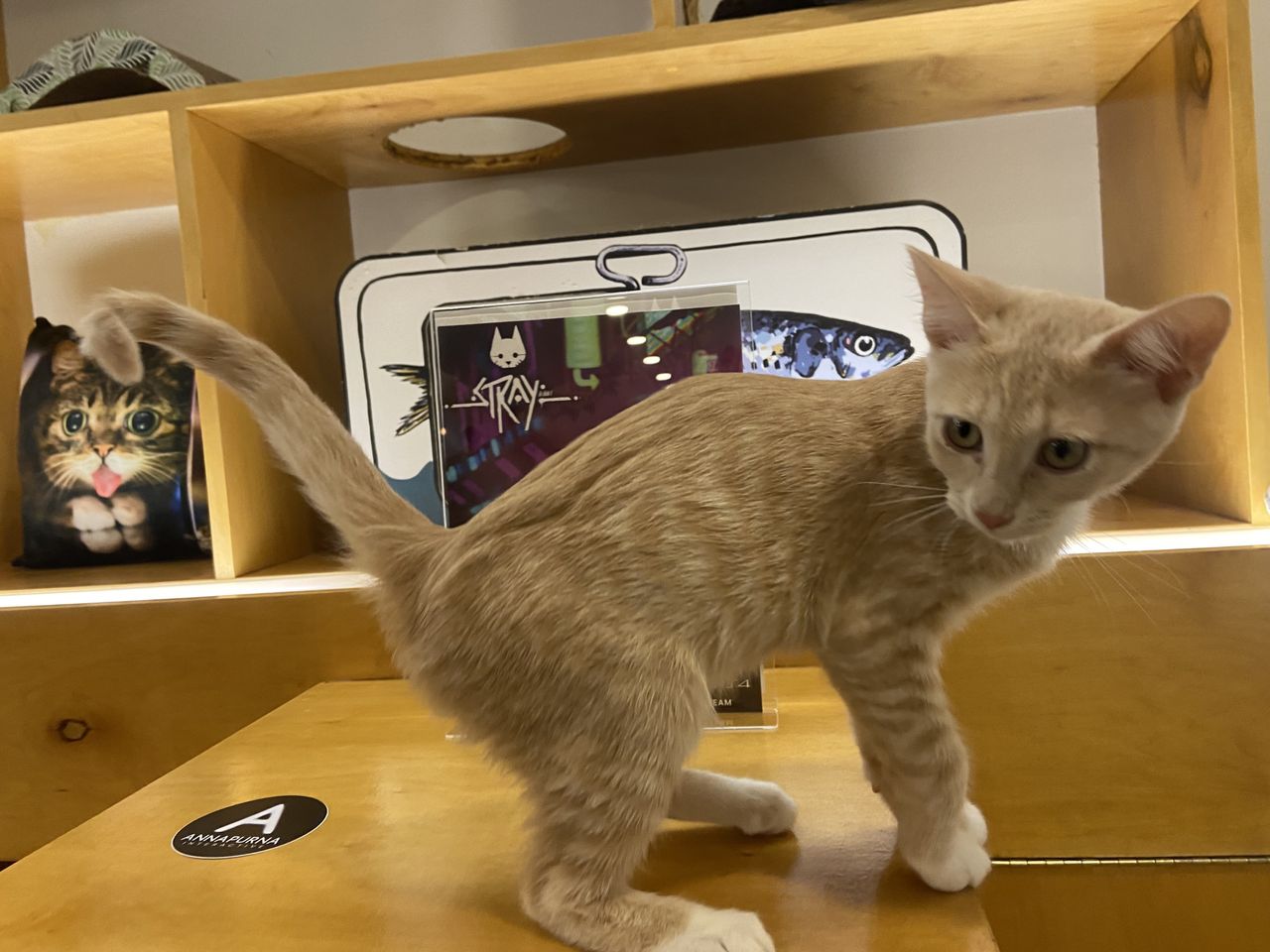 Stray Cat Cafe