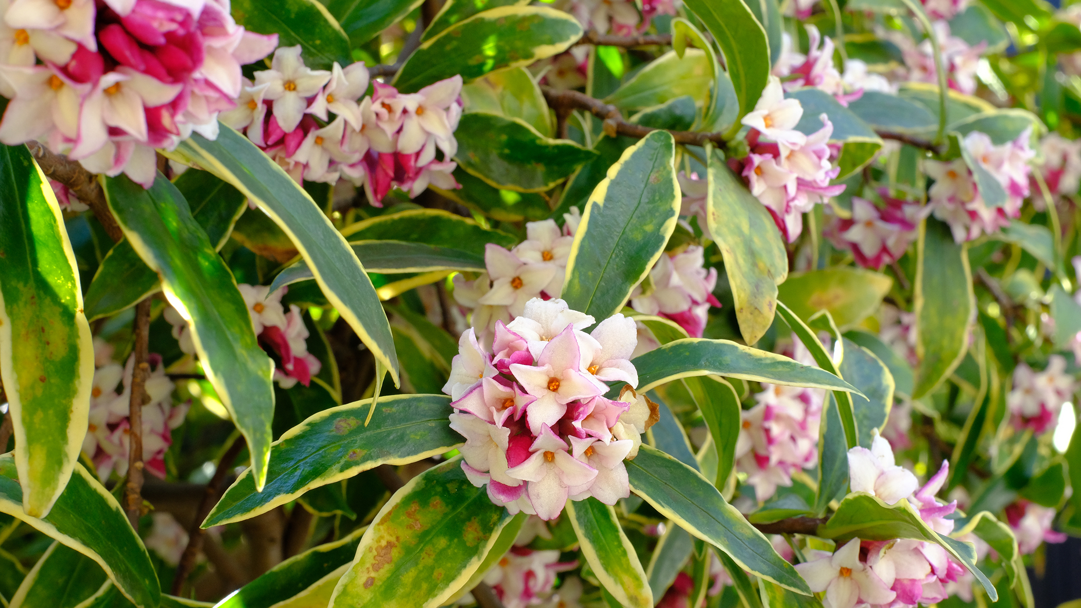 Winter daphne close up