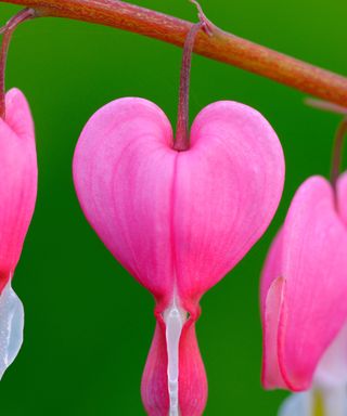 flowers of bleeding hearts with rosy petals flourishing in spring
