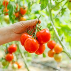 Hand holding freshly picked tomatoes