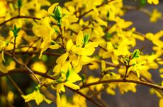Yellow Forsythia Plant