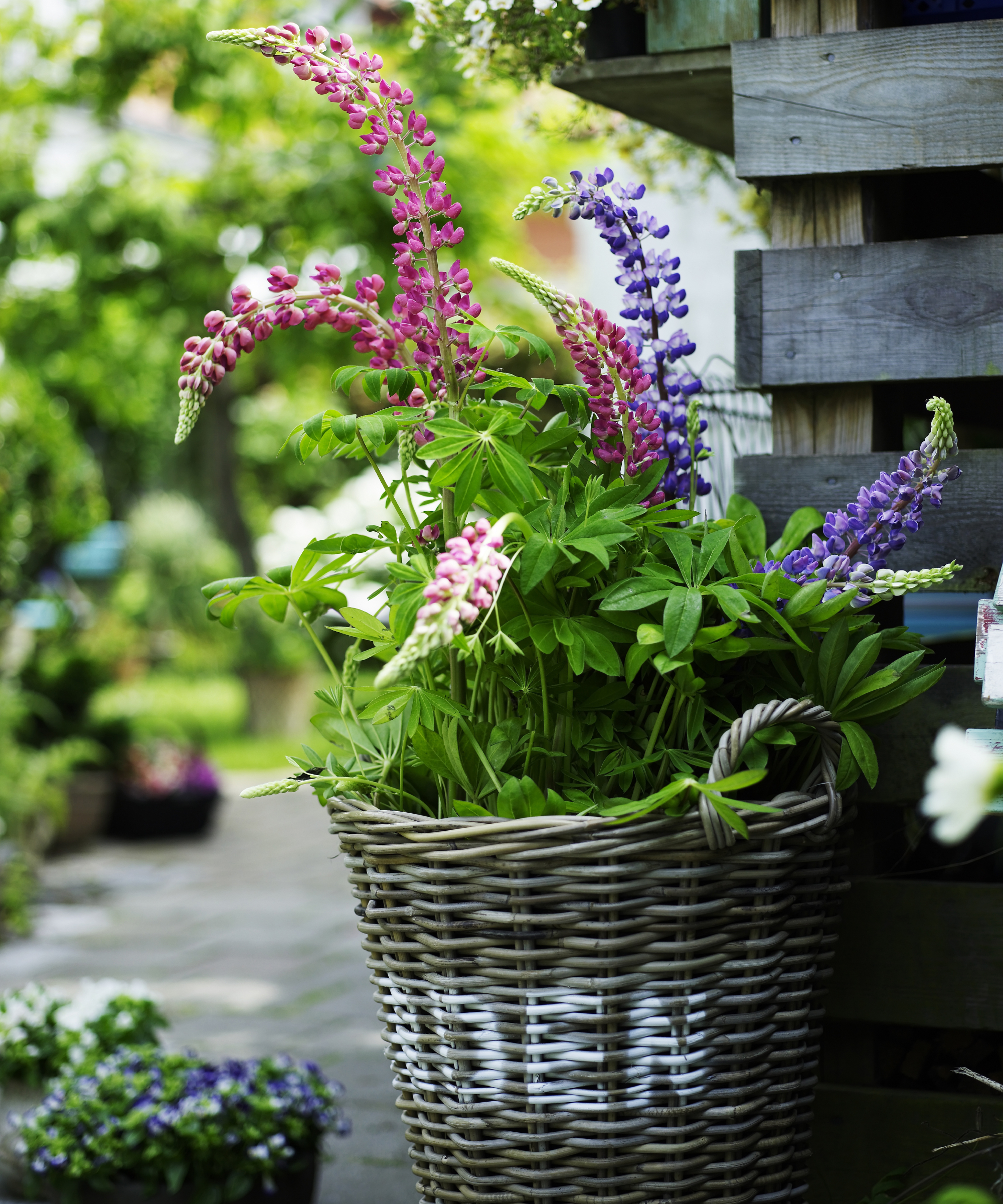 lupins planted in a basket