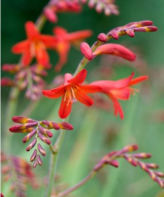 Crocosmia ‘Emberglow’