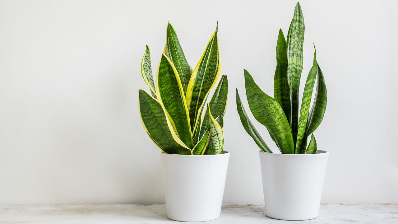 Snake plants in white pots