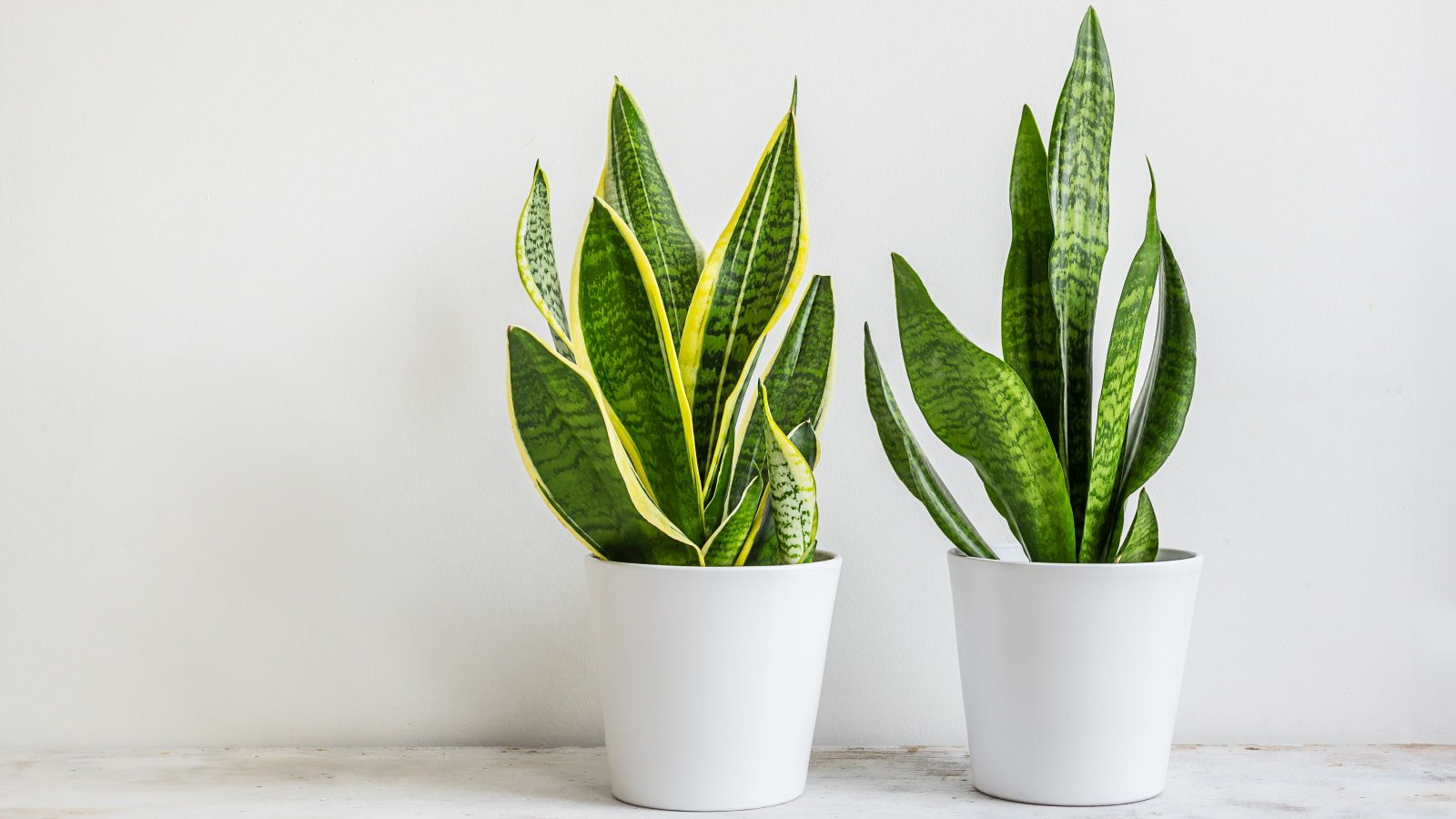 How to care for a snake plant: 5 expert tips | Homes and Gardens