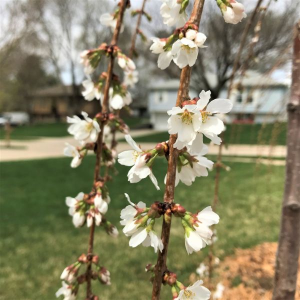 Snow Fountain&amp;reg; Weeping Cherry Tree