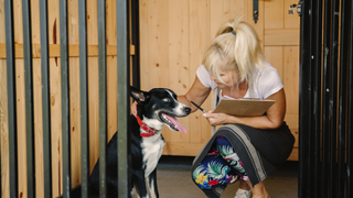 Vet checking up on a dog at pet boarding