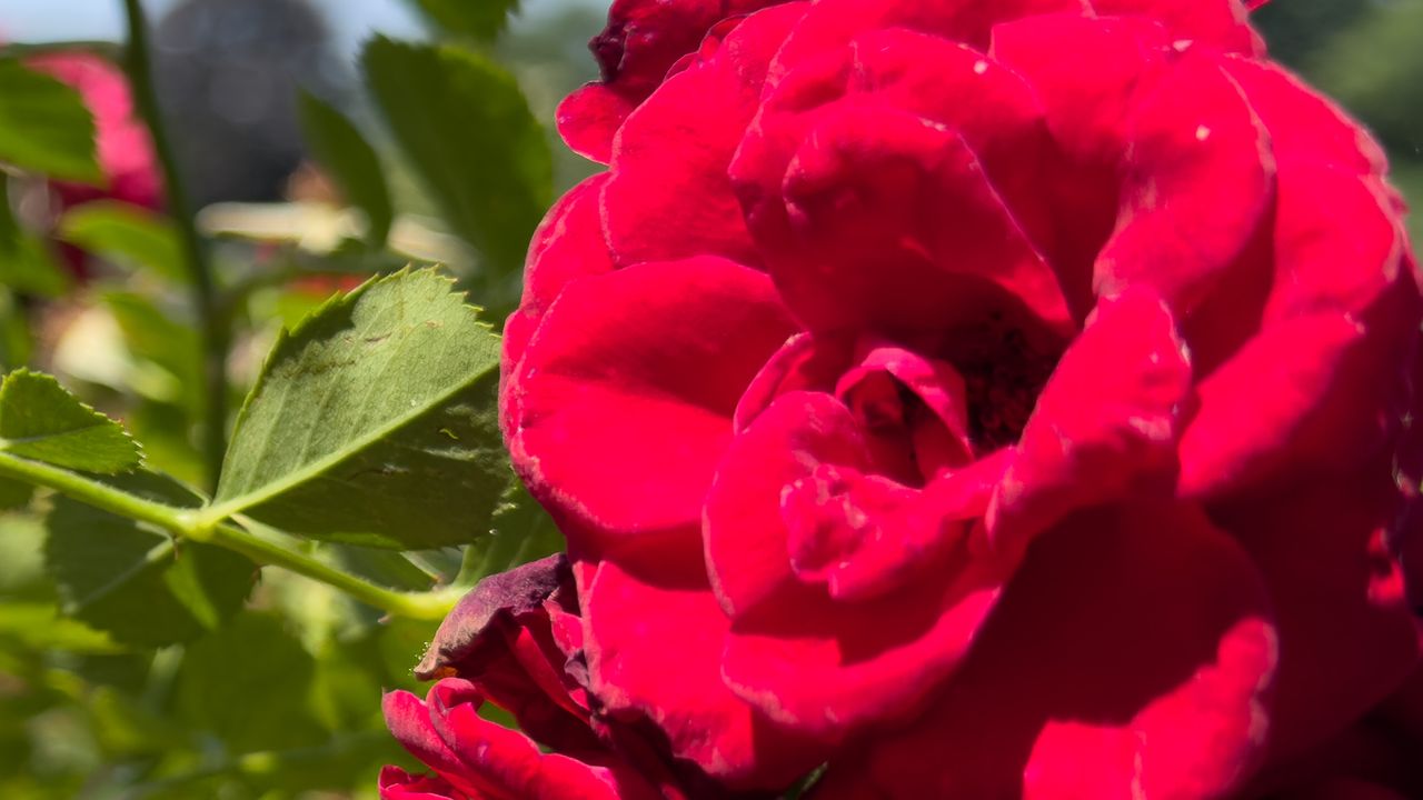 A red rose shot with the iPhone 16 Pro Max