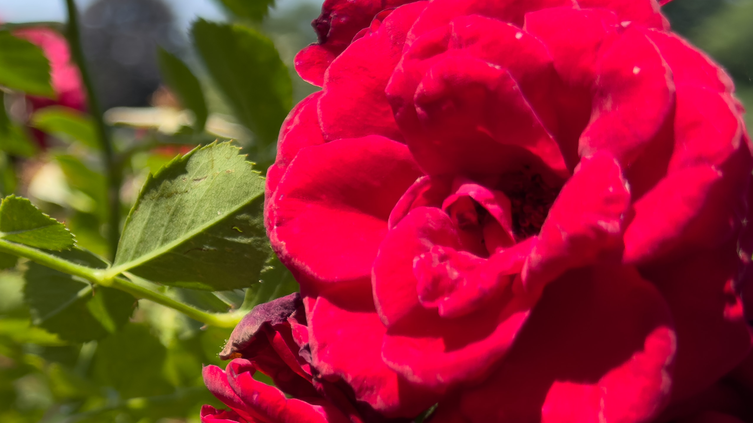 A red rose shot with the iPhone 16 Pro Max