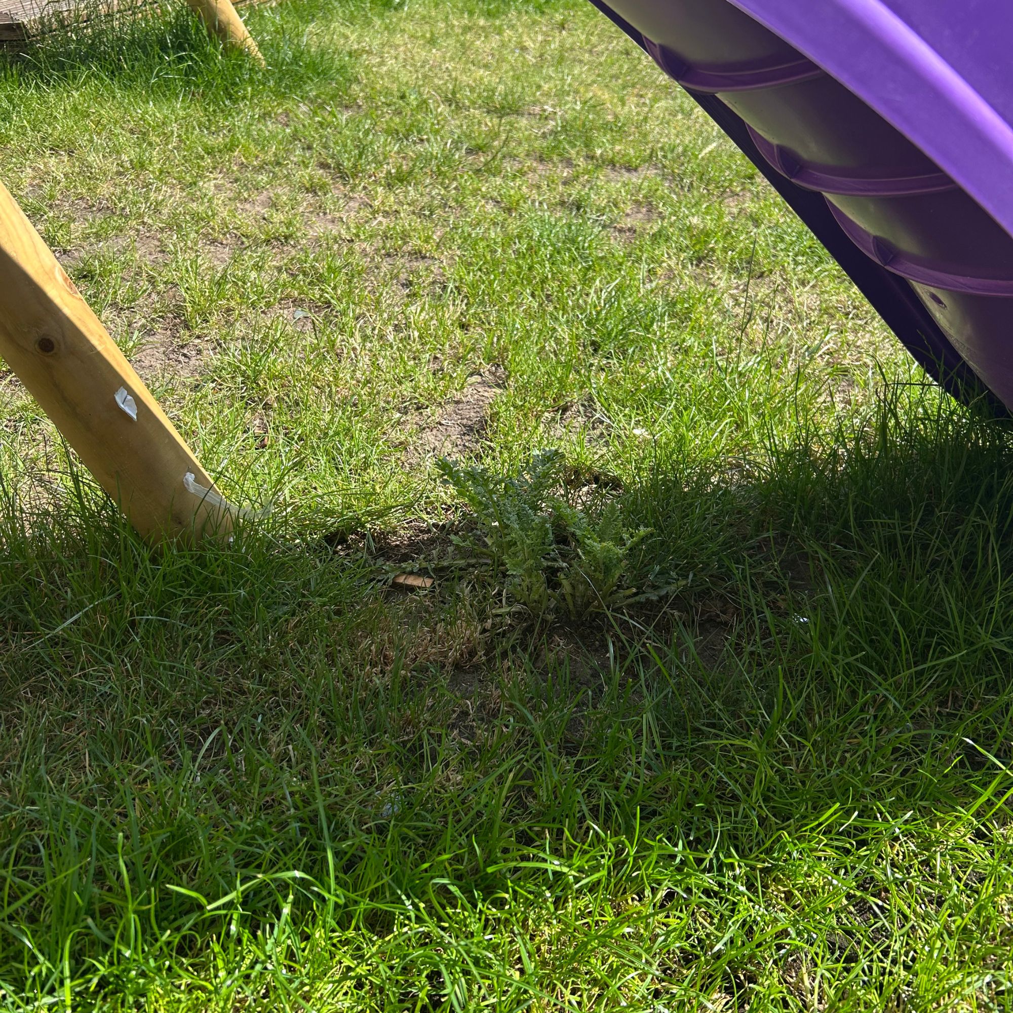 Before mowing over weed underneath purple slide