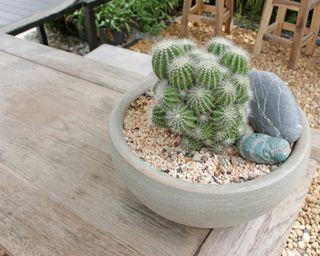 container garden with pebbles and cacti
