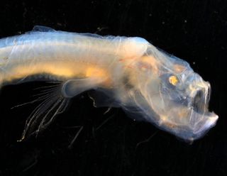 A new species of blind cusk eel found nearly 3.1 miles (5 kilometers) deep in the Indian Ocean.
