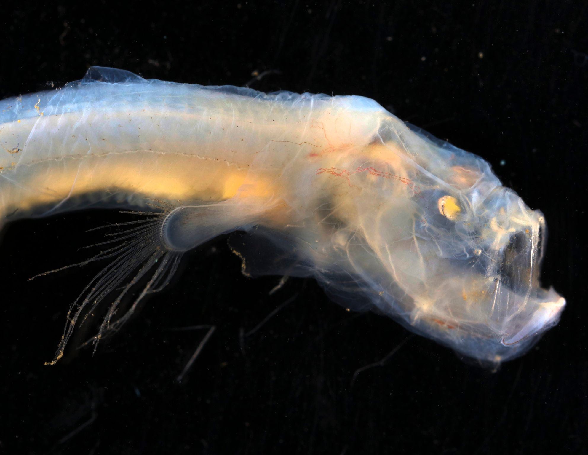 'Spectacular' and bizarre ocean creatures (like stiltwalking fish