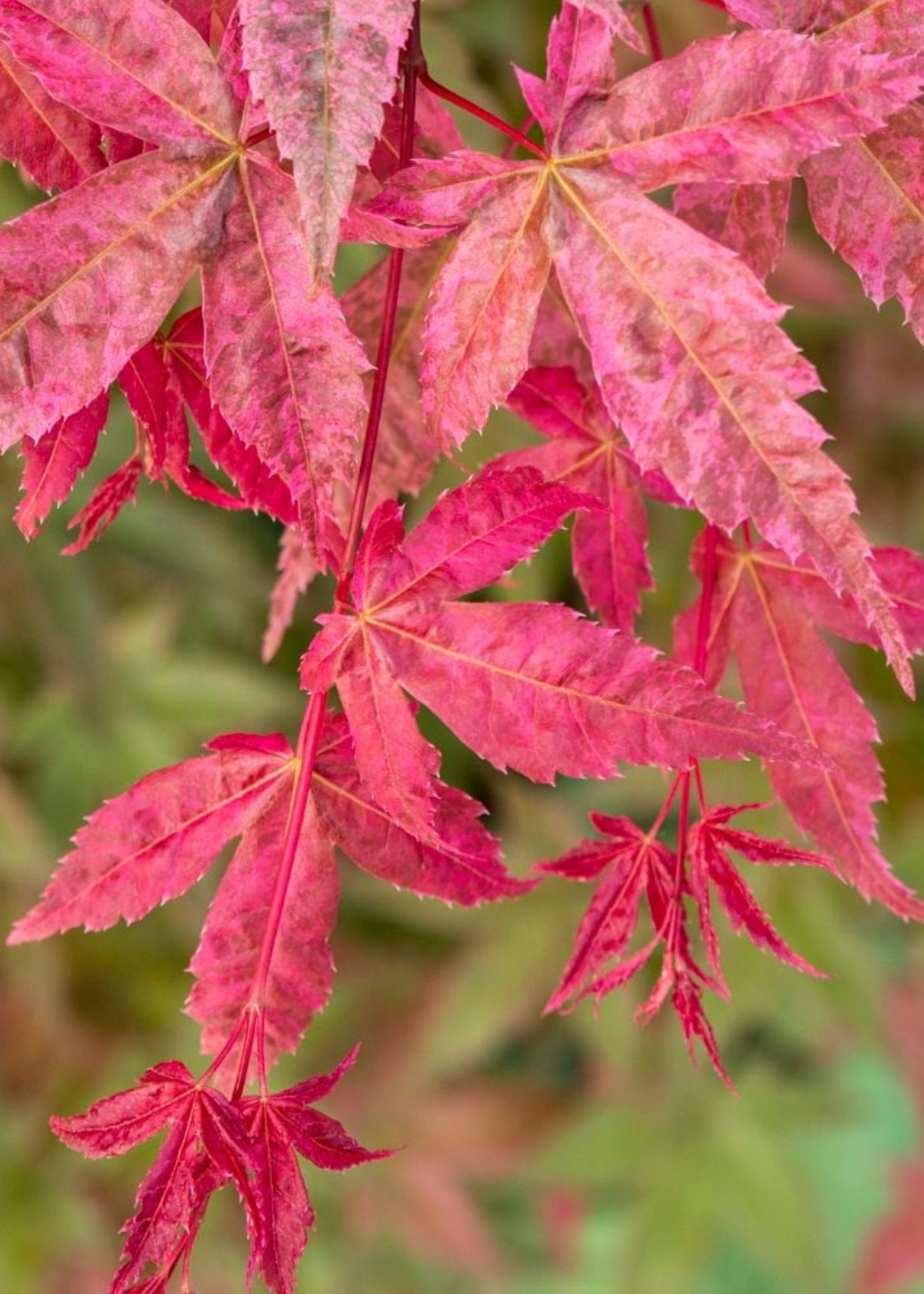 A close-up of a Japanese maple