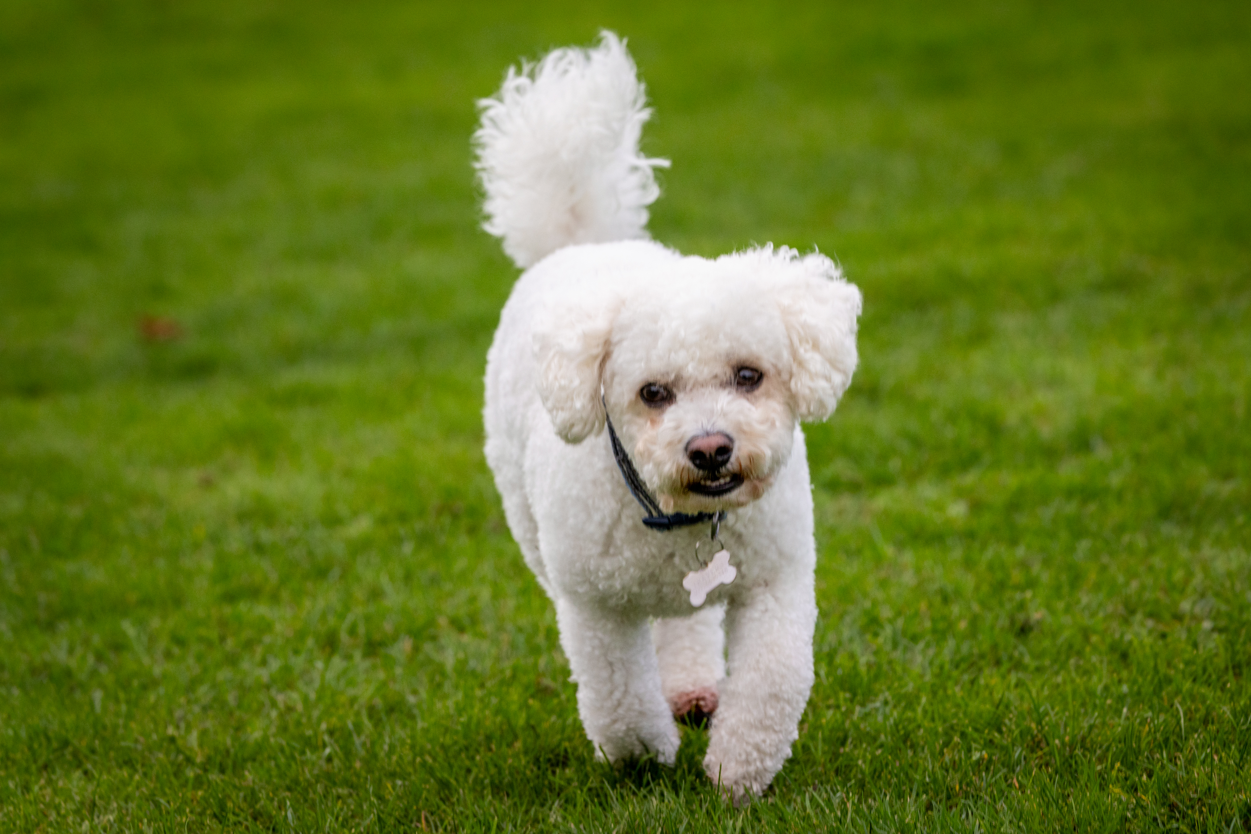 Canon Pre-Continuous Shooting mode