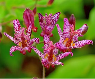 Toad lily