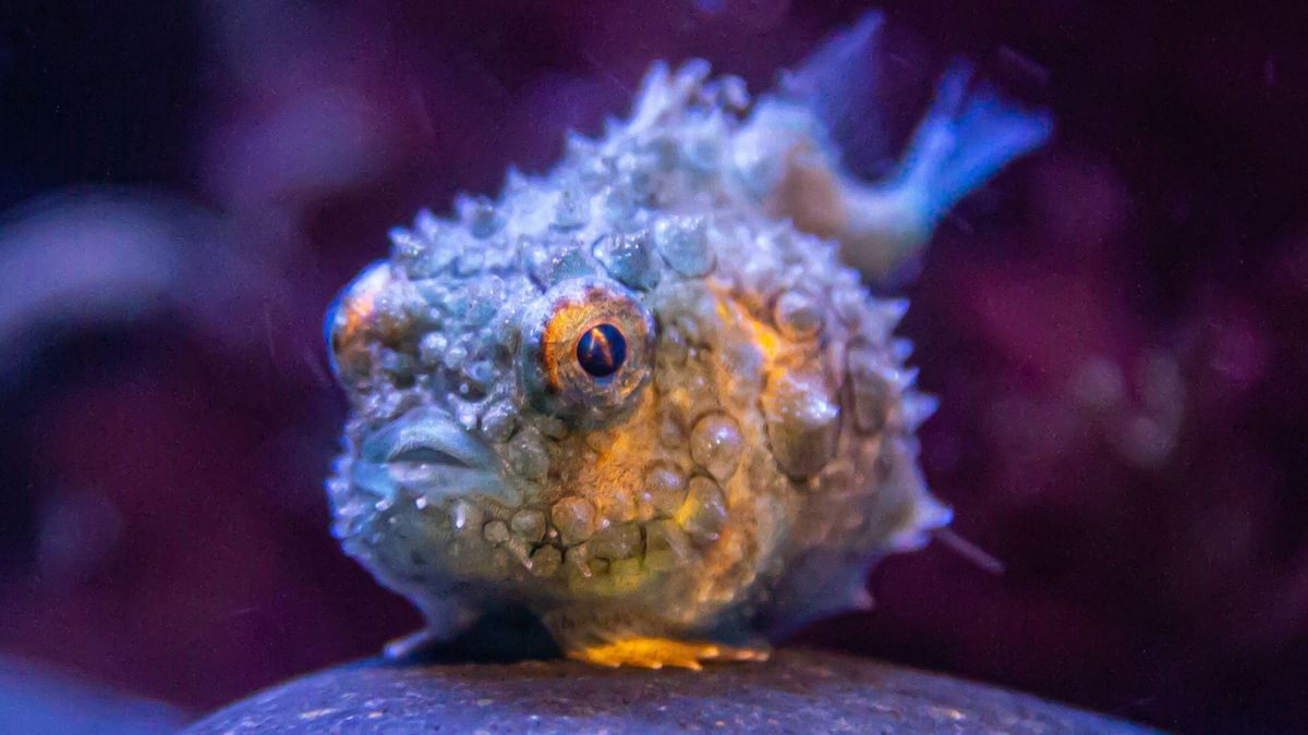 Pacific spiny lumpsucker: The adorable little fish with a weird suction cup resembling human teeth