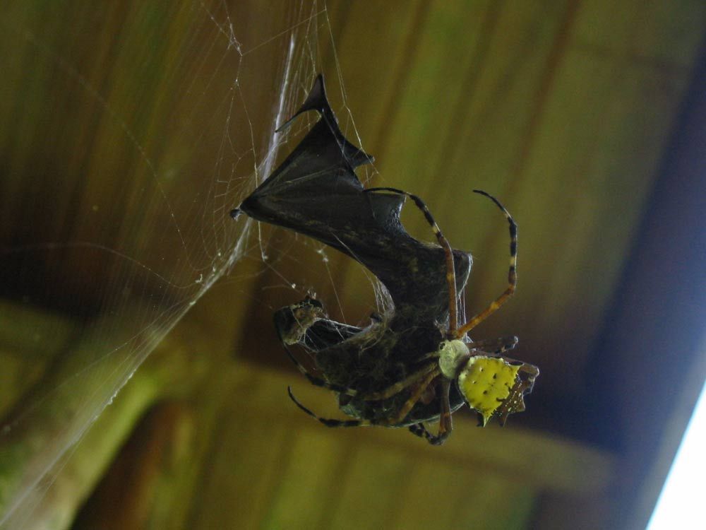Ewwww! Photos of BatEating Spiders Live Science
