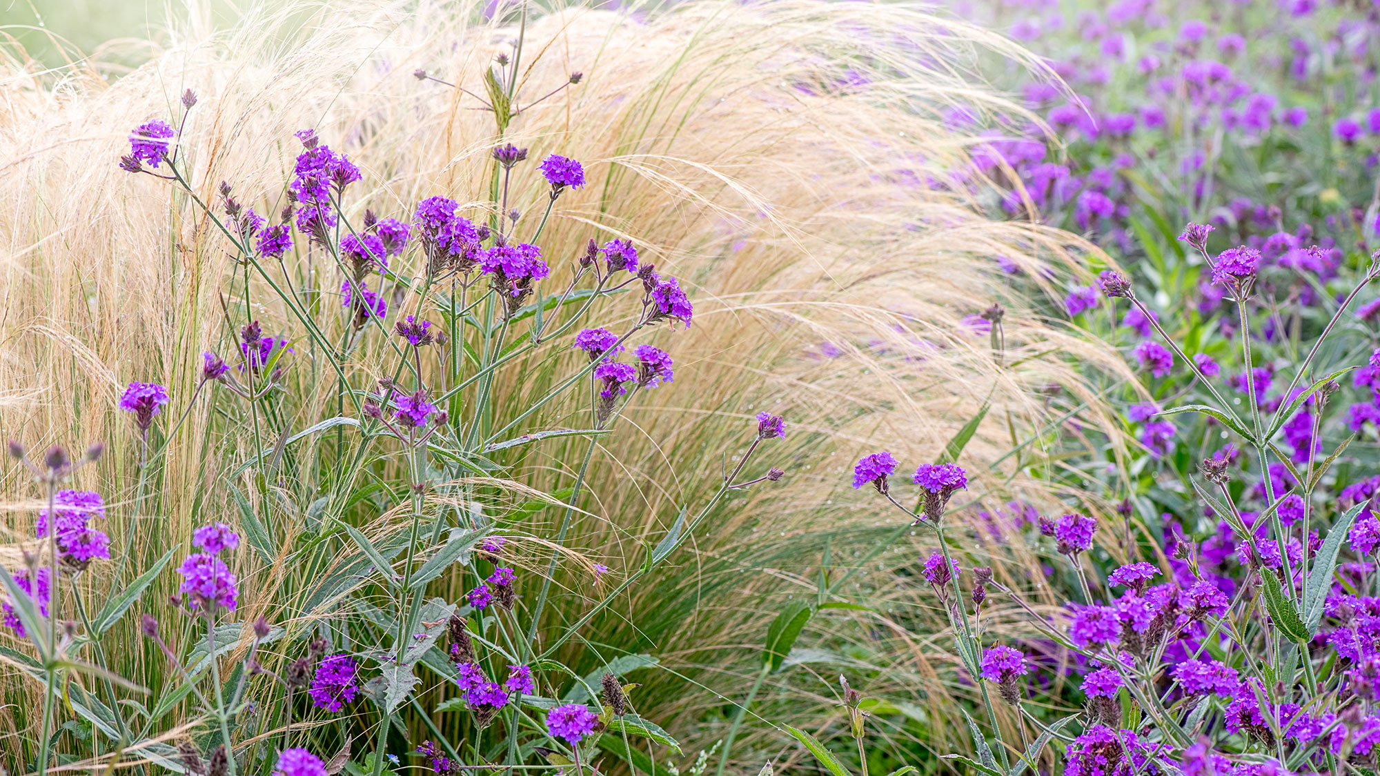Stipa tenuissima ornamental grass planted alongside purple flowering Verbena Rigida