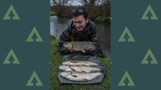 How to roll meat for barbel: freshly caught chub