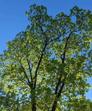 A shagback hickory (Carya ovata) tree in spring