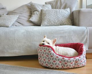 A dog in a dog bed in a living room