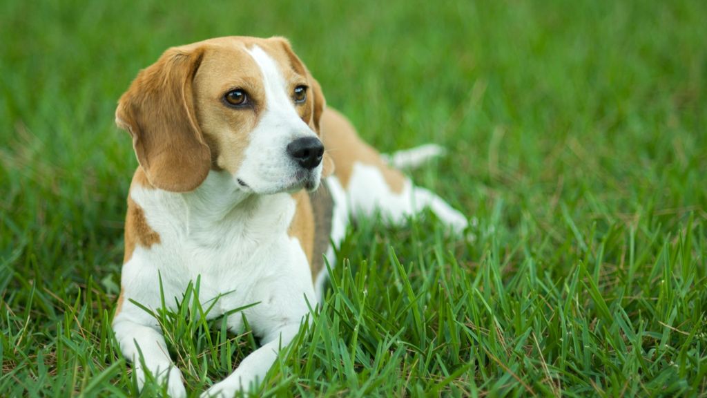 Hound dog breeds: 19 varieties and breed information | PetsRadar