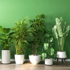 mixed houseplants in white pots in a row against a green wall