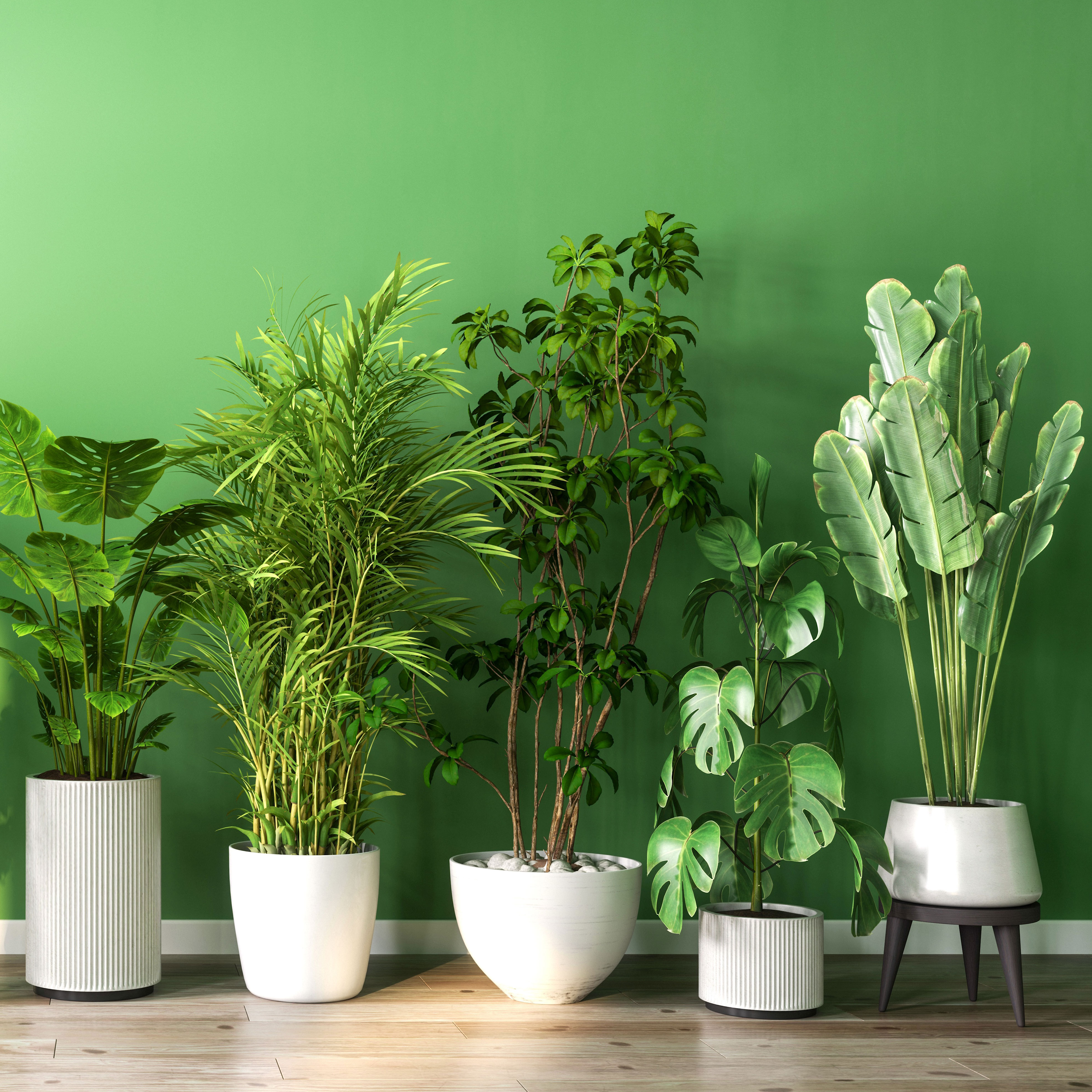 mixed houseplants in white pots in a row against a green wall